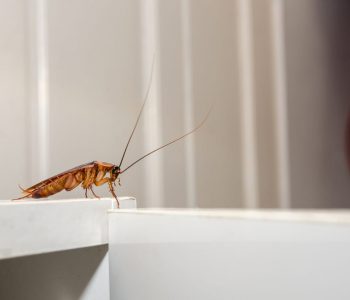 Απεντόμωση - Κατσαρίδα